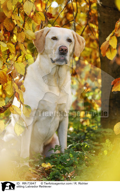 sitzender Labrador Retriever / sitting Labrador Retriever / RR-73947