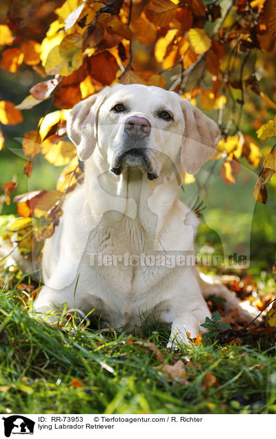 liegender Labrador Retriever / lying Labrador Retriever / RR-73953