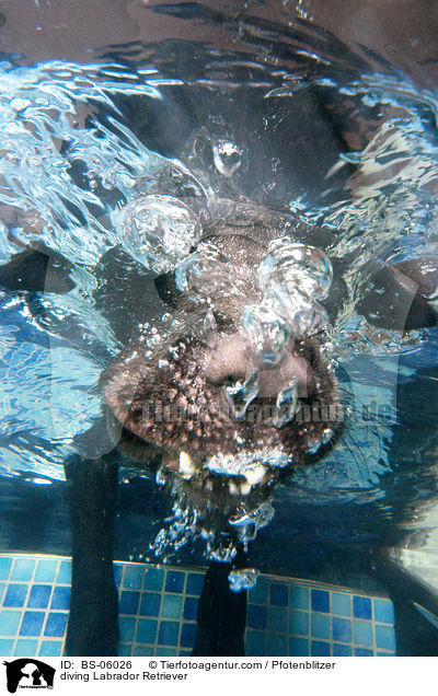 tauchender Labrador Retriever / diving Labrador Retriever / BS-06026