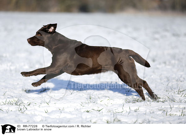 brown Labrador in snow / RR-77228