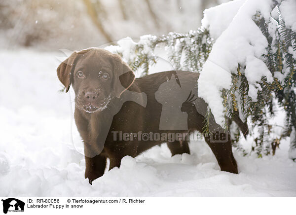 Labrador Puppy in snow / RR-80056