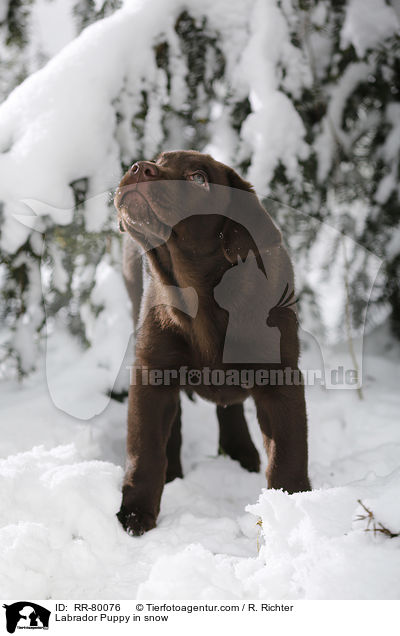 Labrador Welpe im Schnee / Labrador Puppy in snow / RR-80076
