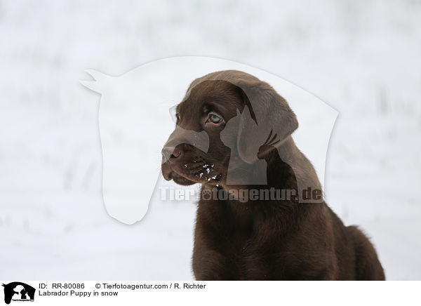 Labrador Welpe im Schnee / Labrador Puppy in snow / RR-80086