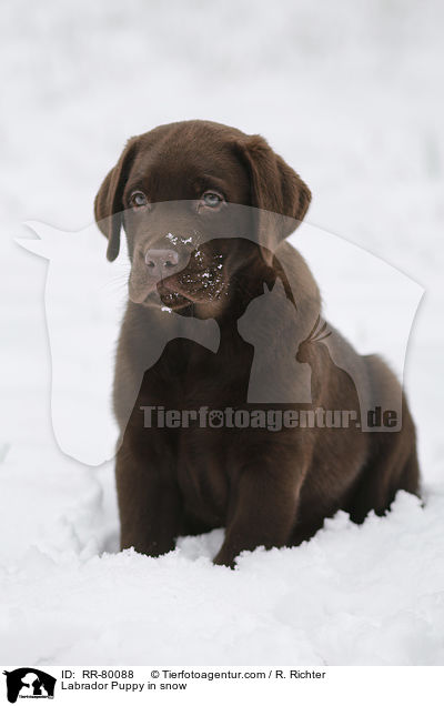 Labrador Welpe im Schnee / Labrador Puppy in snow / RR-80088