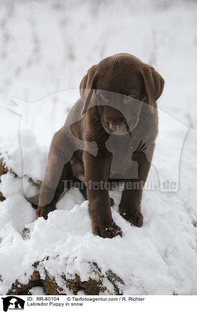 Labrador Welpe im Schnee / Labrador Puppy in snow / RR-80104