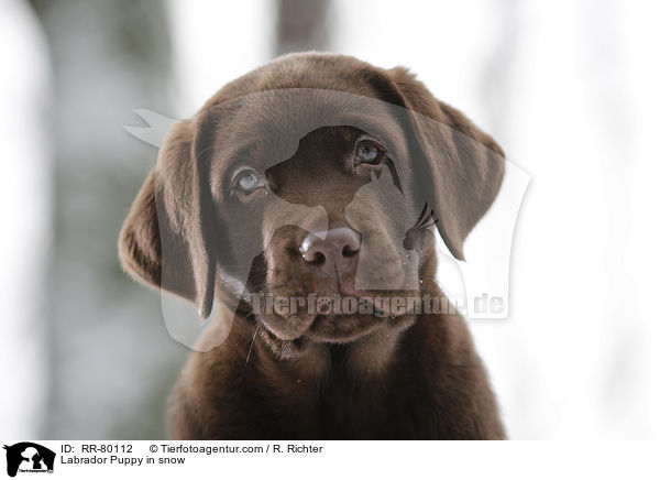 Labrador Puppy in snow / RR-80112