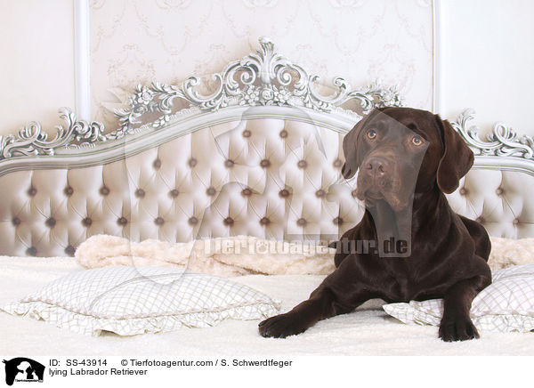 liegender Labrador Retriever / lying Labrador Retriever / SS-43914