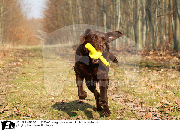 spielender Labrador Retriever / playing Labrador Retriever / SS-45226