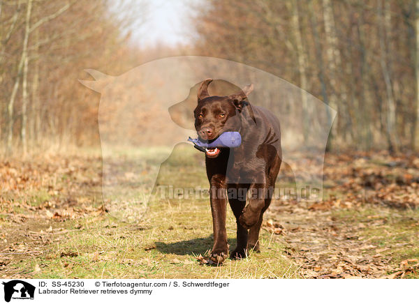 Labrador Retriever apportiert Dummy / Labrador Retriever retrieves dymmy / SS-45230
