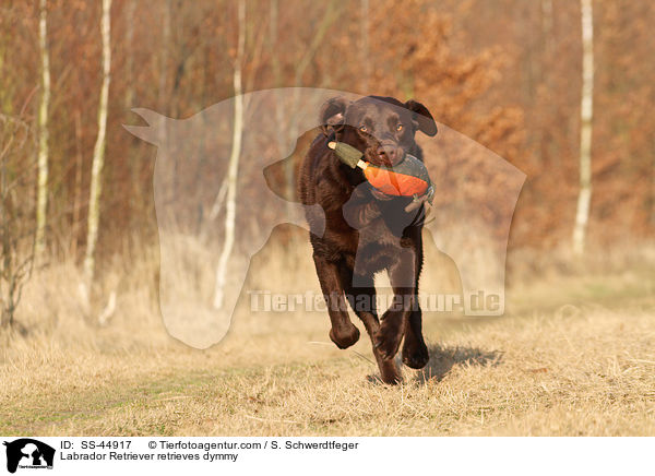 Labrador Retriever apportiert Dummy / Labrador Retriever retrieves dymmy / SS-44917