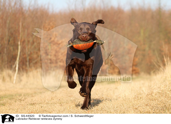 Labrador Retriever apportiert Dummy / Labrador Retriever retrieves dymmy / SS-44920