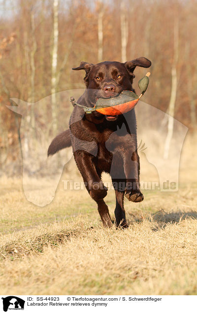 Labrador Retriever apportiert Dummy / Labrador Retriever retrieves dymmy / SS-44923