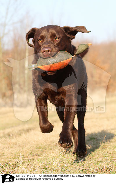 Labrador Retriever apportiert Dummy / Labrador Retriever retrieves dymmy / SS-44924