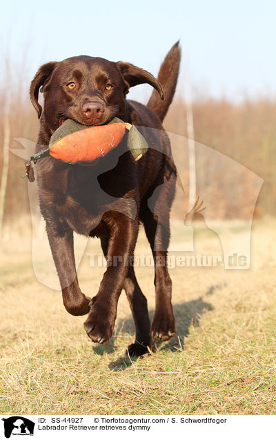 Labrador Retriever apportiert Dummy / Labrador Retriever retrieves dymmy / SS-44927