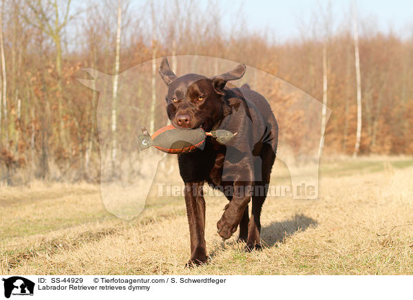 Labrador Retriever apportiert Dummy / Labrador Retriever retrieves dymmy / SS-44929