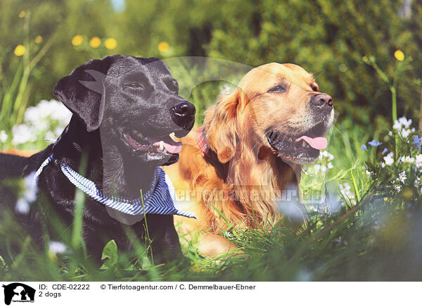 2 Hunde / 2 dogs / CDE-02222