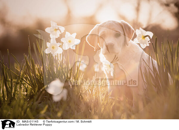 Labrador Retriever Welpe / Labrador Retriever Puppy / MAS-01145
