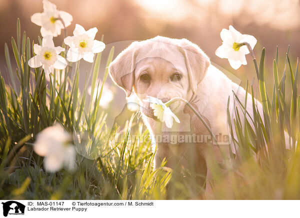 Labrador Retriever Puppy / MAS-01147