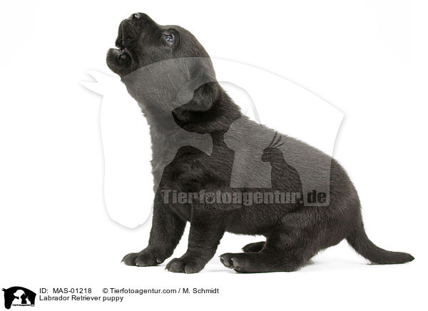 Labrador Retriever Welpe / Labrador Retriever puppy / MAS-01218