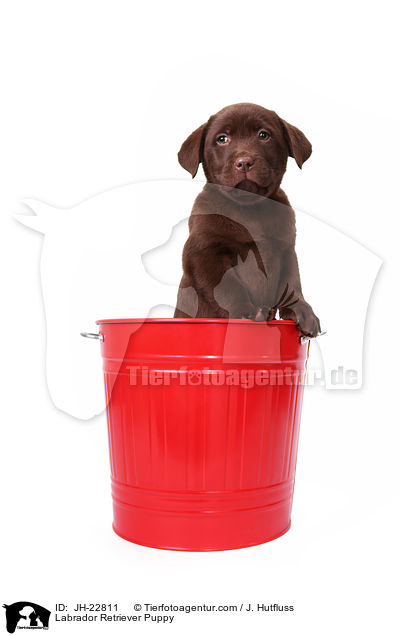 Labrador Retriever Welpe / Labrador Retriever Puppy / JH-22811
