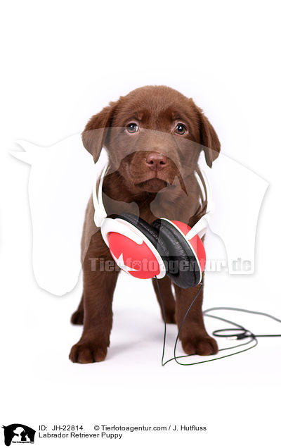 Labrador Retriever Welpe / Labrador Retriever Puppy / JH-22814