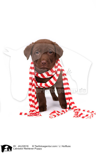 Labrador Retriever Welpe / Labrador Retriever Puppy / JH-22816