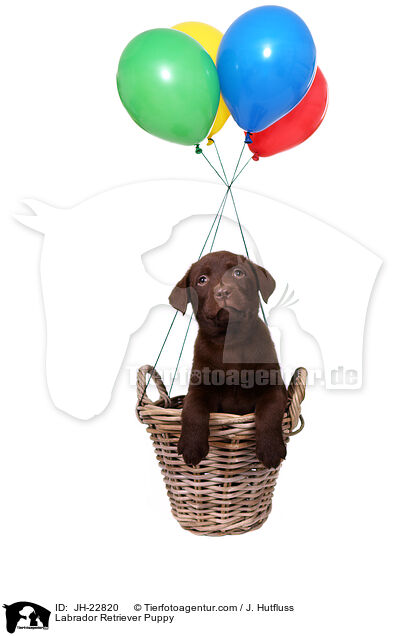 Labrador Retriever Welpe / Labrador Retriever Puppy / JH-22820