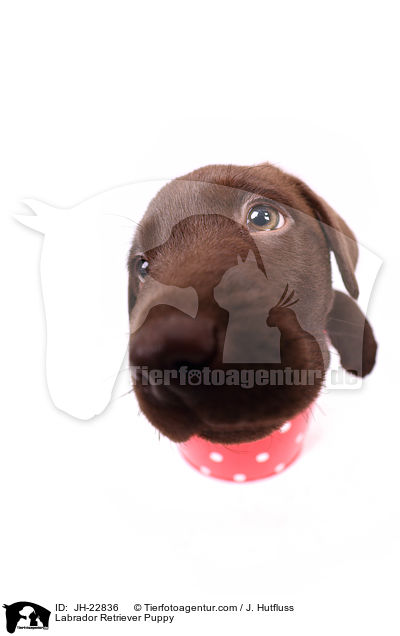 Labrador Retriever Welpe / Labrador Retriever Puppy / JH-22836