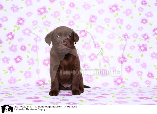 Labrador Retriever Welpe / Labrador Retriever Puppy / JH-22845