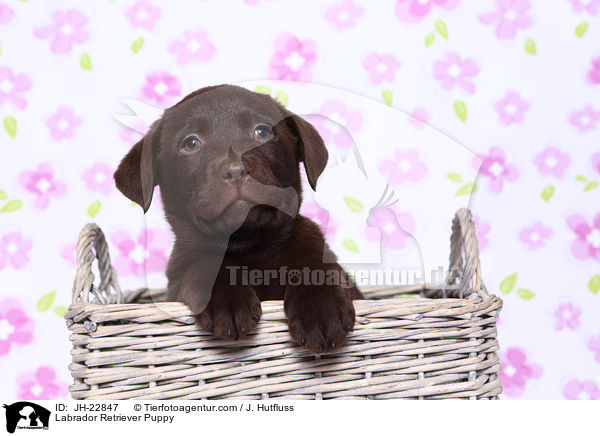 Labrador Retriever Welpe / Labrador Retriever Puppy / JH-22847