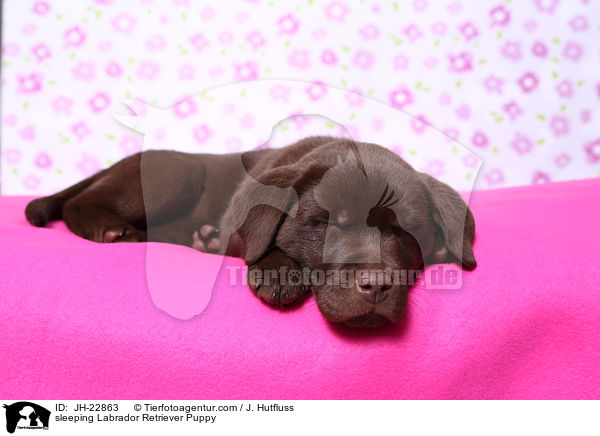 schlafender Labrador Retriever Welpe / sleeping Labrador Retriever Puppy / JH-22863