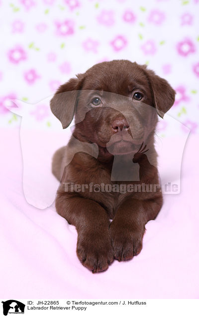Labrador Retriever Welpe / Labrador Retriever Puppy / JH-22865