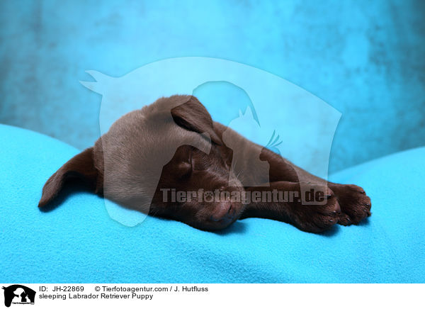 schlafender Labrador Retriever Welpe / sleeping Labrador Retriever Puppy / JH-22869