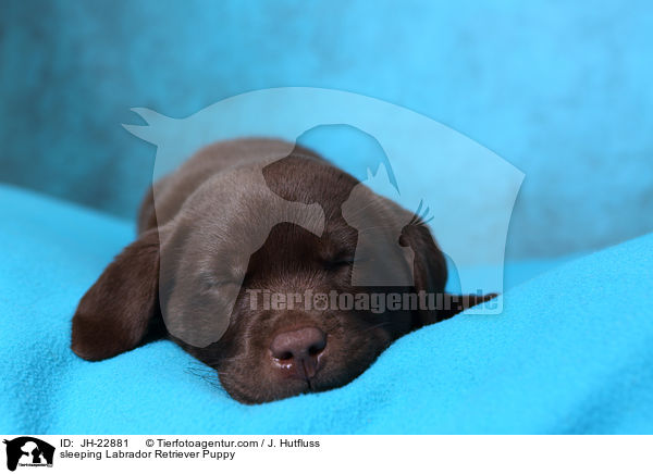 schlafender Labrador Retriever Welpe / sleeping Labrador Retriever Puppy / JH-22881