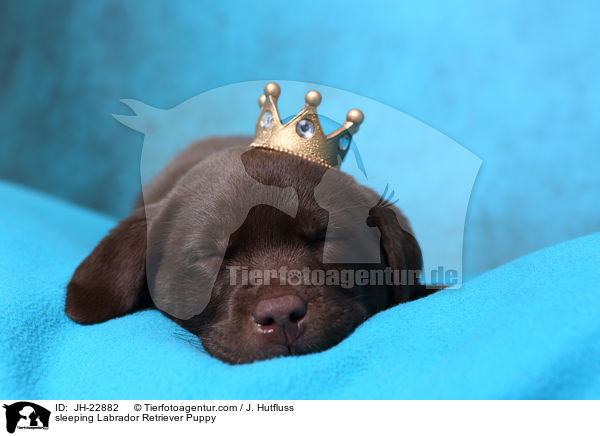 schlafender Labrador Retriever Welpe / sleeping Labrador Retriever Puppy / JH-22882