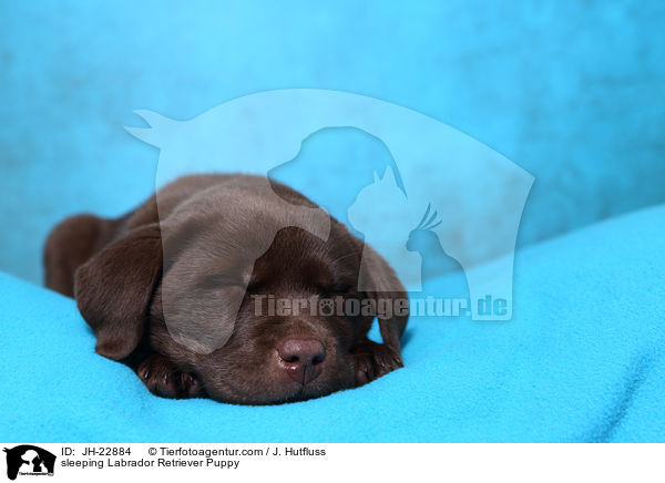 schlafender Labrador Retriever Welpe / sleeping Labrador Retriever Puppy / JH-22884