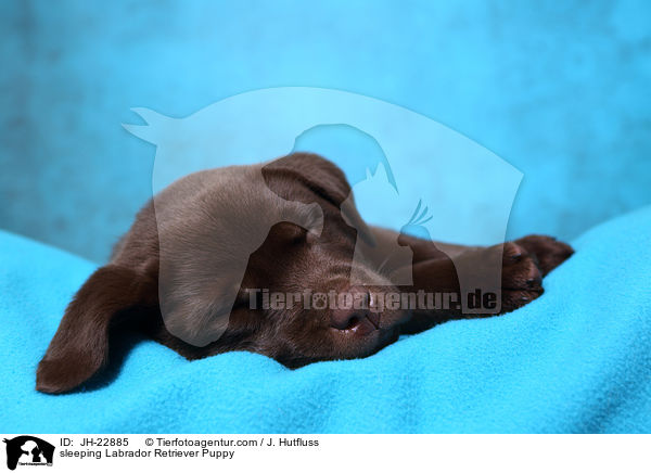 schlafender Labrador Retriever Welpe / sleeping Labrador Retriever Puppy / JH-22885