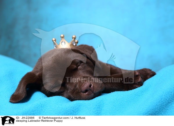 schlafender Labrador Retriever Welpe / sleeping Labrador Retriever Puppy / JH-22886