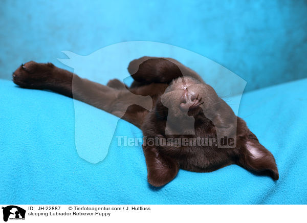 schlafender Labrador Retriever Welpe / sleeping Labrador Retriever Puppy / JH-22887