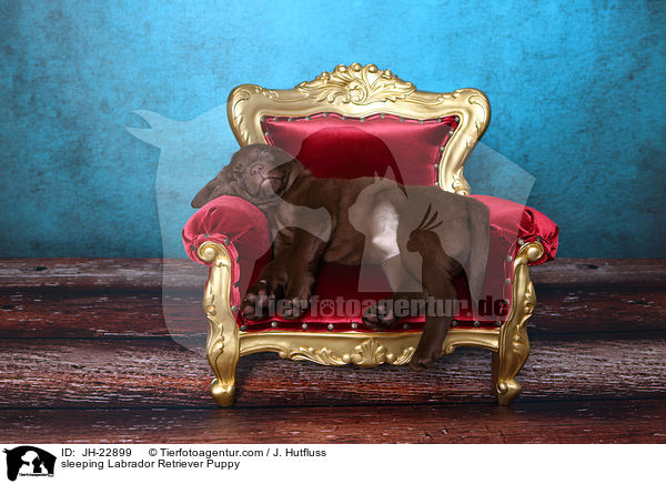 schlafender Labrador Retriever Welpe / sleeping Labrador Retriever Puppy / JH-22899