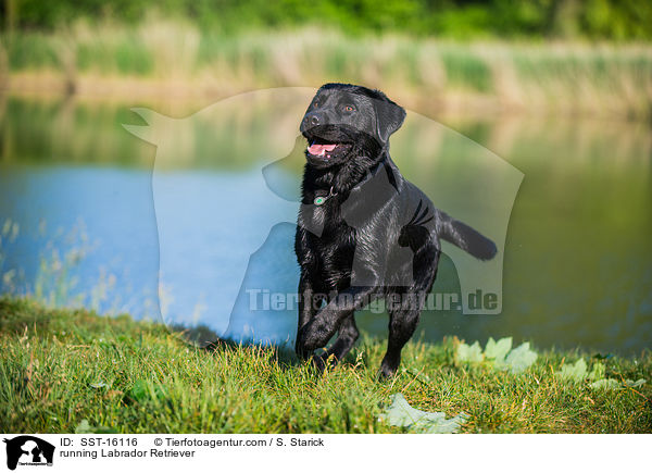 rennender Labrador Retriever / running Labrador Retriever / SST-16116