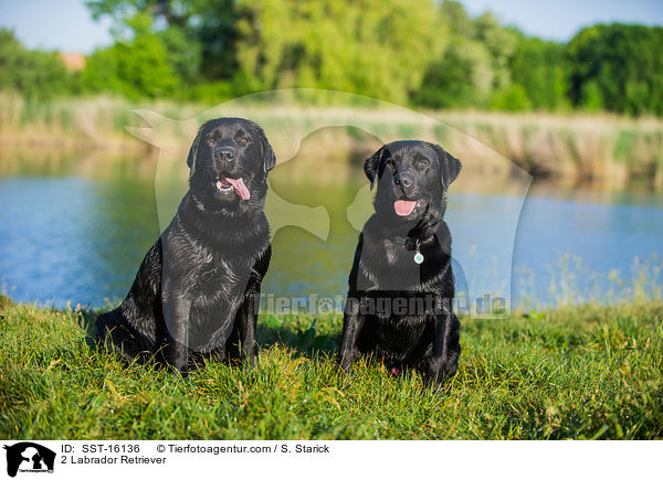 2 Labrador Retriever / 2 Labrador Retriever / SST-16136