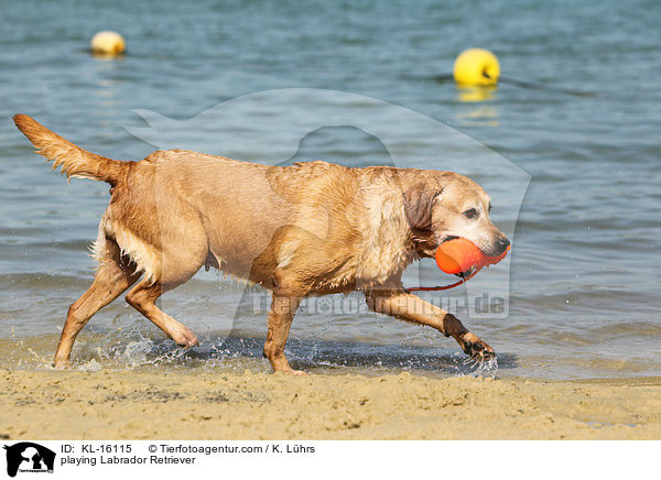 spielender Labrador Retriever / playing Labrador Retriever / KL-16115