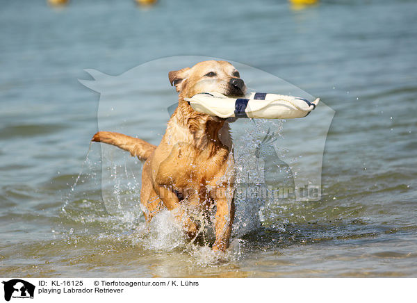 spielender Labrador Retriever / playing Labrador Retriever / KL-16125