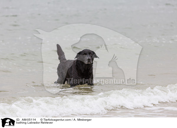 badender Labrador Retriever / bathing Labrador Retriever / AM-05114