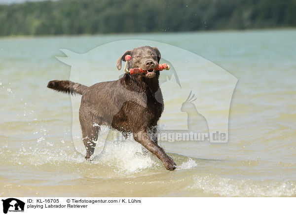 spielender Labrador Retriever / playing Labrador Retriever / KL-16705
