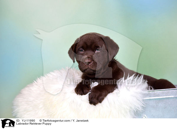 Labrador Retriever Welpe / Labrador Retriever Puppy / YJ-11990