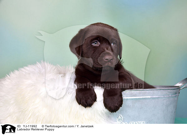 Labrador Retriever Welpe / Labrador Retriever Puppy / YJ-11992