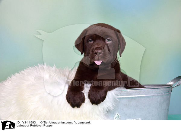Labrador Retriever Welpe / Labrador Retriever Puppy / YJ-11993