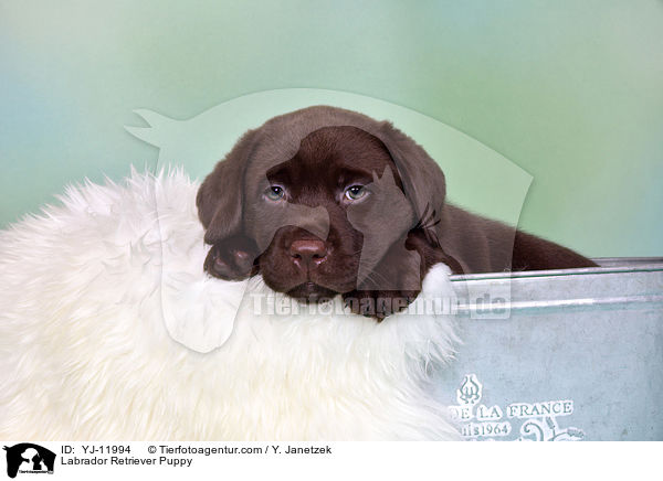 Labrador Retriever Welpe / Labrador Retriever Puppy / YJ-11994